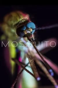 دانلود مستند پشه Mosquito 2017