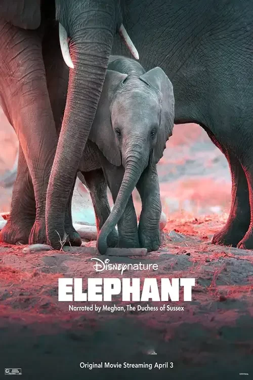 دانلود فیلم فیل Elephant 2020 زیرنویس فارسی چسبیده