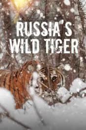 دانلود فیلم ببر وحشی روسیه Russias Wild Tiger 2022 زیرنویس فارسی چسبیده